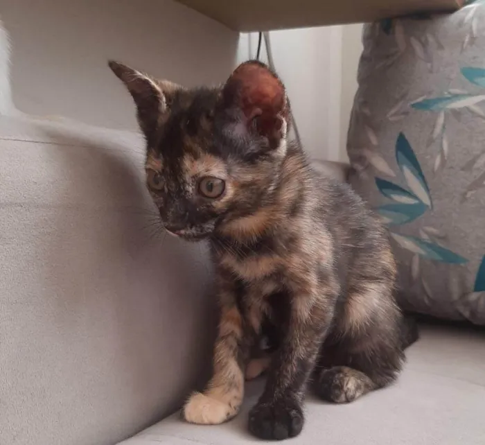 Gato ra a SRD-ViraLata idade  nome Meninas