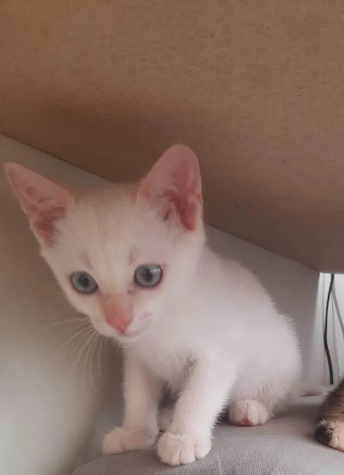 Gato ra a SRD-ViraLata idade  nome Meninas