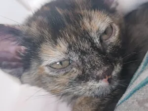 Gato raça SRD-ViraLata idade  nome Meninas