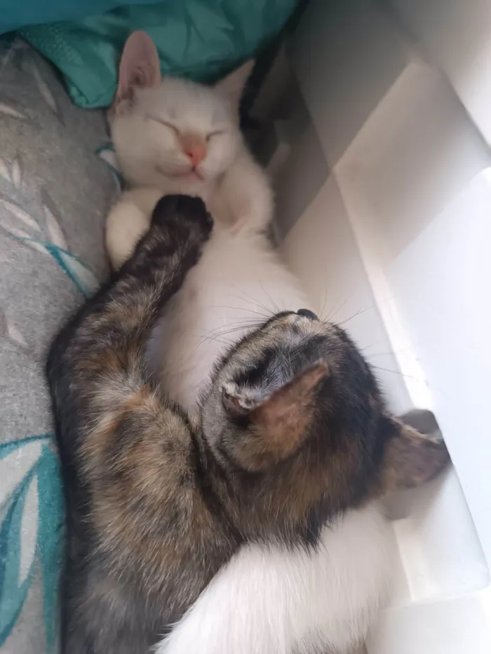 Gato ra a SRD-ViraLata idade  nome Meninas