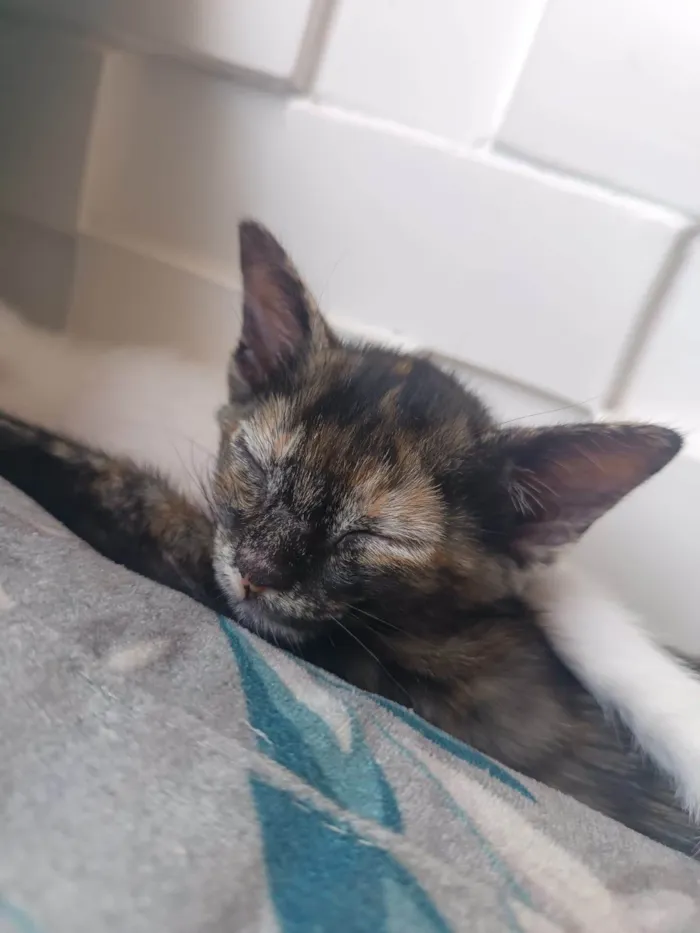 Gato ra a SRD-ViraLata idade  nome Meninas
