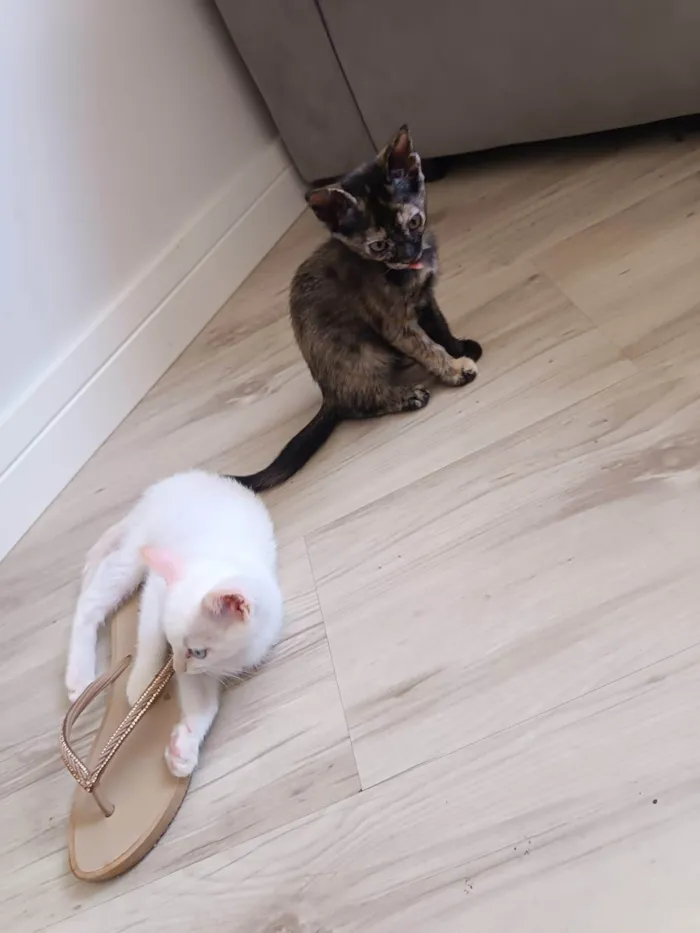 Gato ra a SRD-ViraLata idade  nome Meninas
