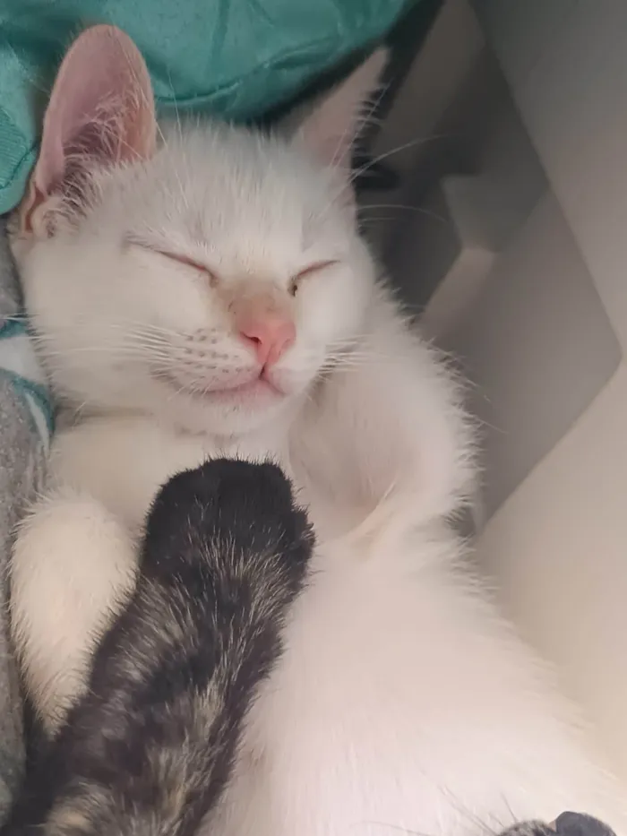 Gato ra a SRD-ViraLata idade  nome Meninas