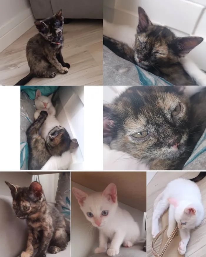 Gato ra a SRD-ViraLata idade  nome Meninas
