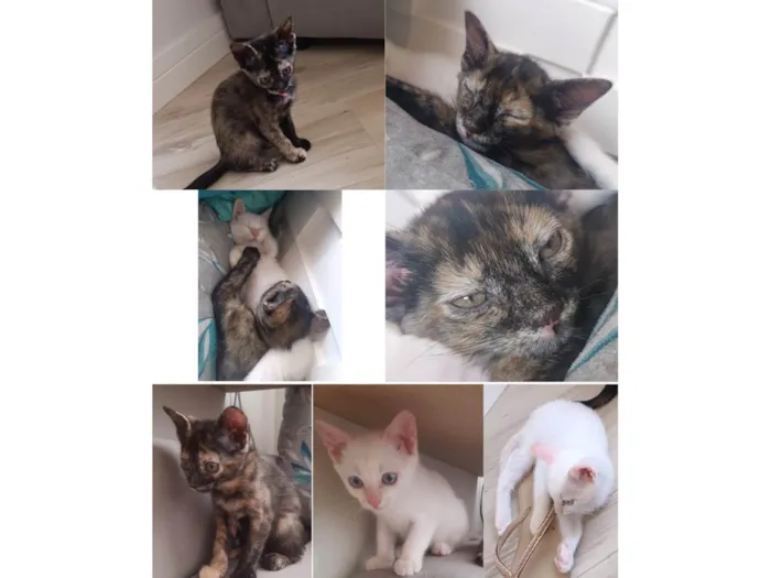 Gato ra a SRD-ViraLata idade  nome Meninas