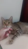 Tigrinho