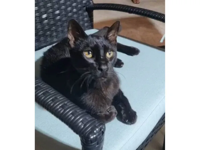 Gato ra a SRD-ViraLata idade 4 anos nome Bartolomeu 