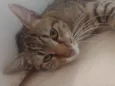 Tigrinho