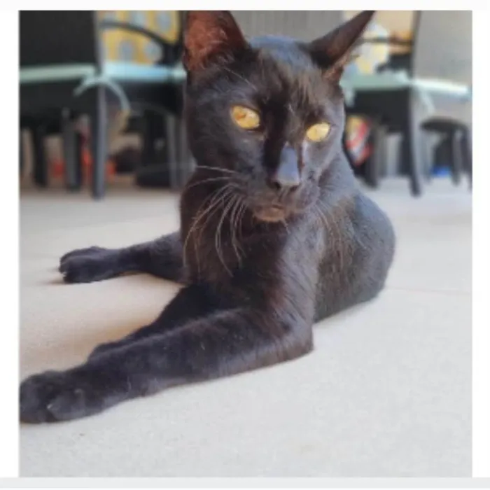 Gato ra a srd idade 4 anos nome BARTOLOMEU