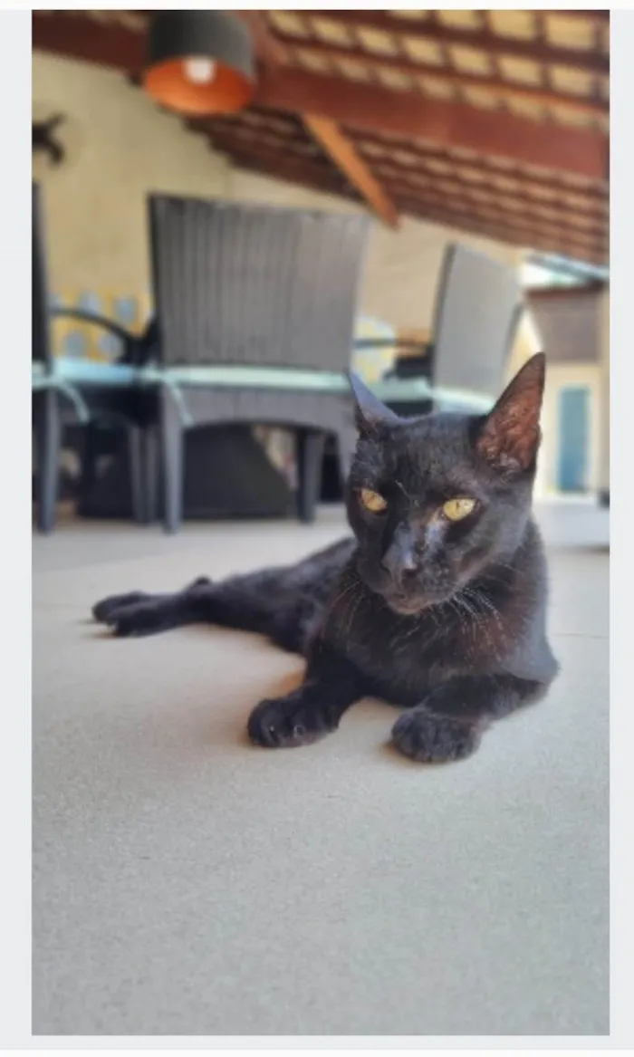 Gato ra a srd idade 4 anos nome BARTOLOMEU