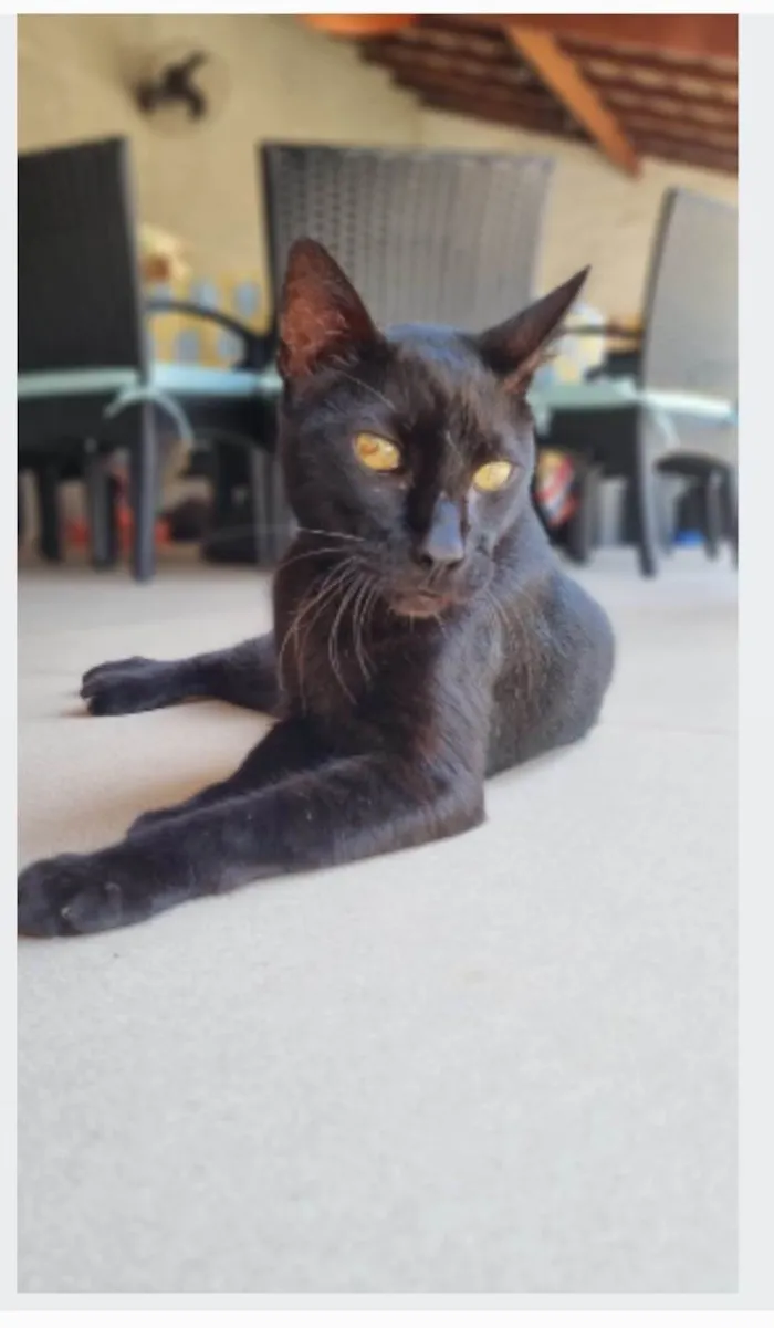 Gato ra a srd idade 4 anos nome BARTOLOMEU