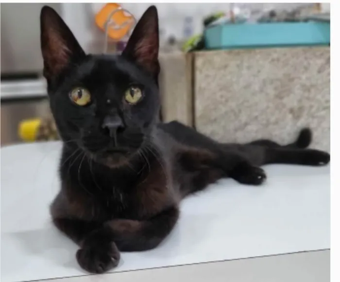 Gato ra a srd idade 4 anos nome BARTOLOMEU