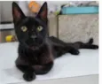 BARTOLOMEU