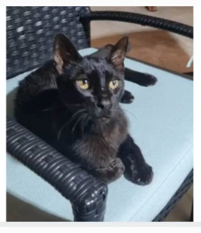 Gato ra a srd idade 4 anos nome BARTOLOMEU