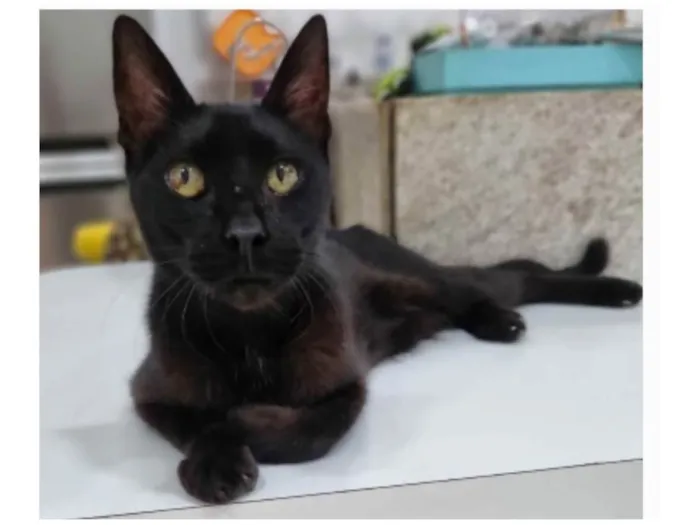Gato ra a srd idade 4 anos nome BARTOLOMEU