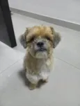 Thor e Belinha
