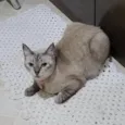 Gatinha