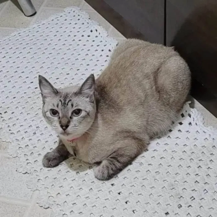 Gato ra a SRD-ViraLata idade 1 ano nome Gatinha