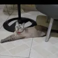 Gatinha