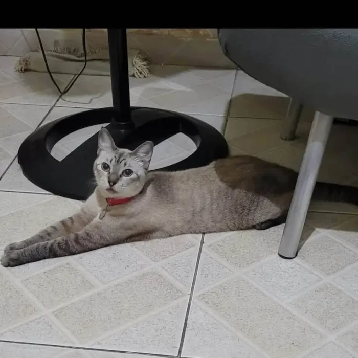 Gato ra a SRD-ViraLata idade 1 ano nome Gatinha
