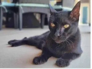 Gato raça srd idade 4 anos nome BARTOLOMEU
