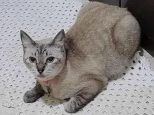 Gato raça SRD-ViraLata idade 1 ano nome Gatinha