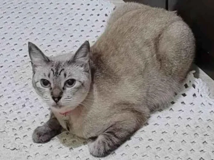 Gato ra a SRD-ViraLata idade 1 ano nome Gatinha