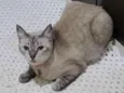 Gatinha