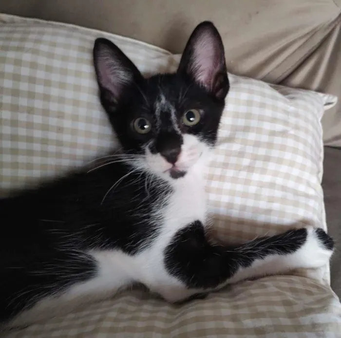 Gato ra a SRD-ViraLata idade 2 a 6 meses nome Frajolinha 