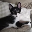 Frajolinha