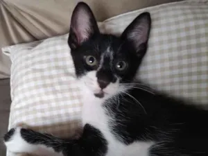 Gato raça SRD-ViraLata idade 2 a 6 meses nome Frajolinha 