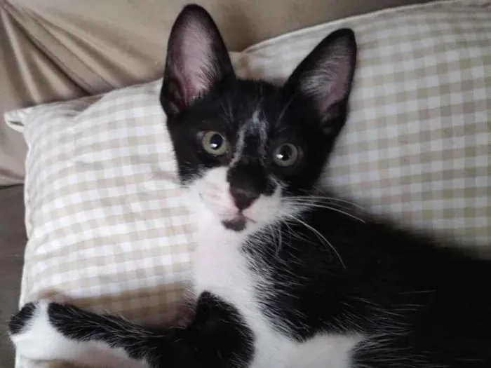 Gato ra a SRD-ViraLata idade 2 a 6 meses nome Frajolinha 