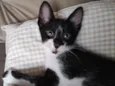 Frajolinha