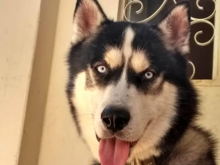 Cachorro ra a Husky Siberiano idade 3 anos nome Stark