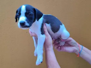 Cachorro raça SRD-ViraLata idade 2 a 6 meses nome Sem nome definido