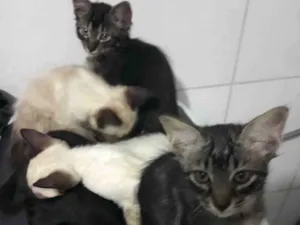 Gato raça Mistos idade 2 a 6 meses nome Nick o pretinho,os outros sem nome.