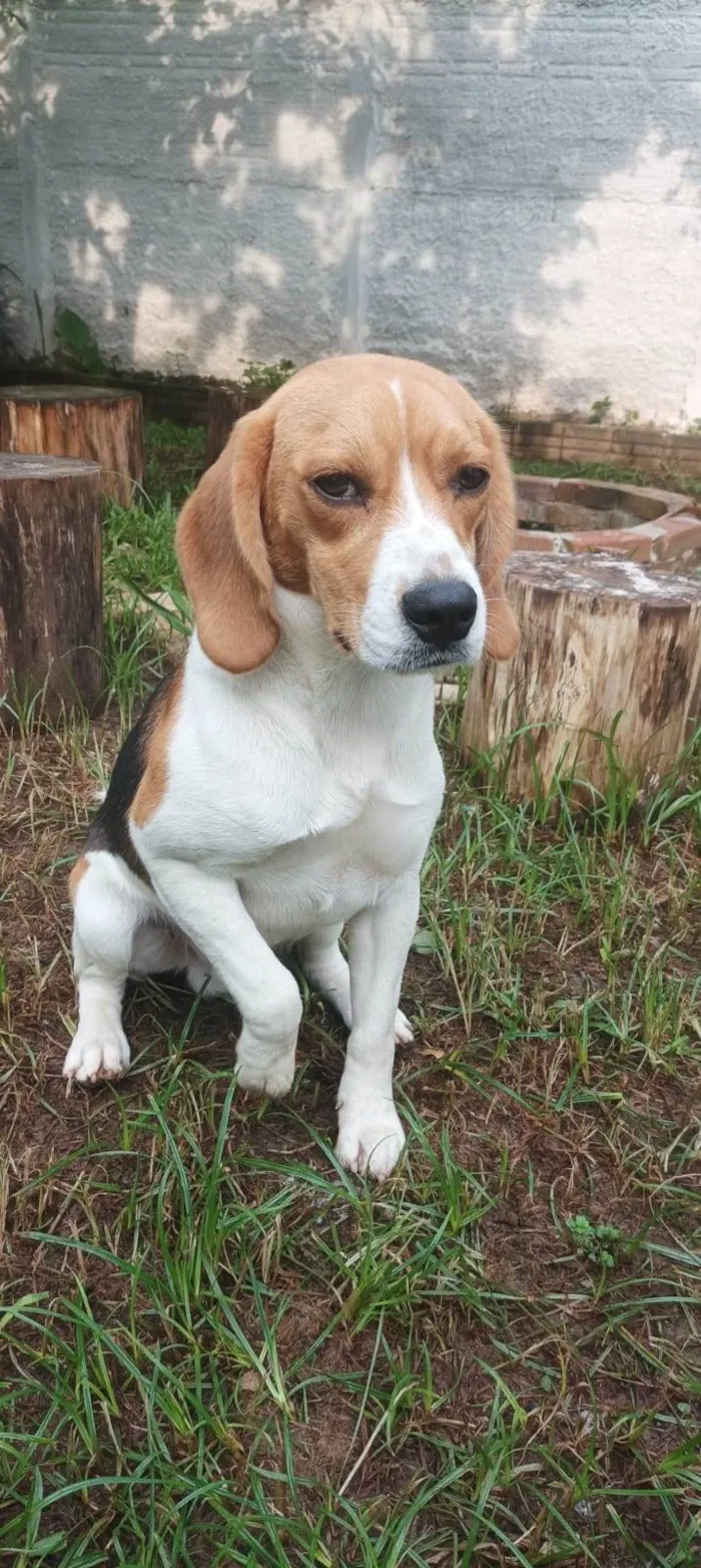 Cachorro ra a Beagle idade 7 a 11 meses nome Woody