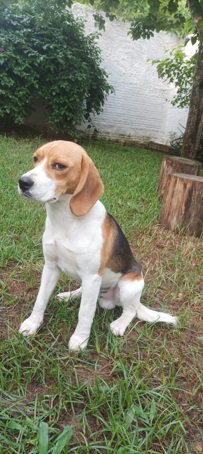 Cachorro ra a Beagle idade 7 a 11 meses nome Woody
