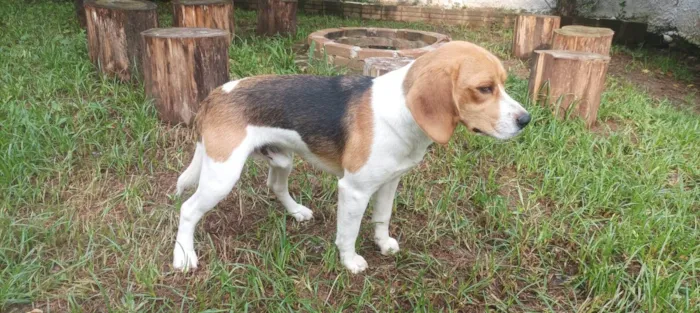 Cachorro ra a Beagle idade 7 a 11 meses nome Woody