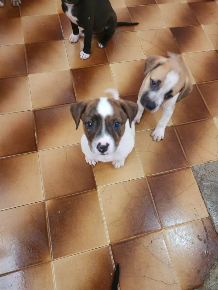 Cachorro ra a SRD-ViraLata idade 2 a 6 meses nome Bebês fêmeas 
