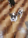 Bebês fêmeas