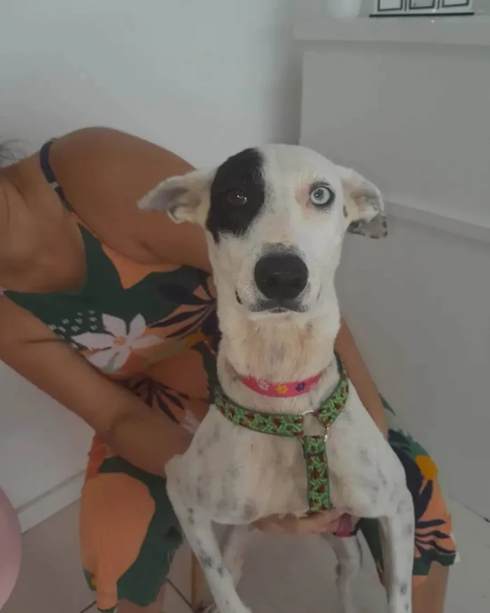 Cachorro ra a SRD-ViraLata idade 1 ano nome Meg