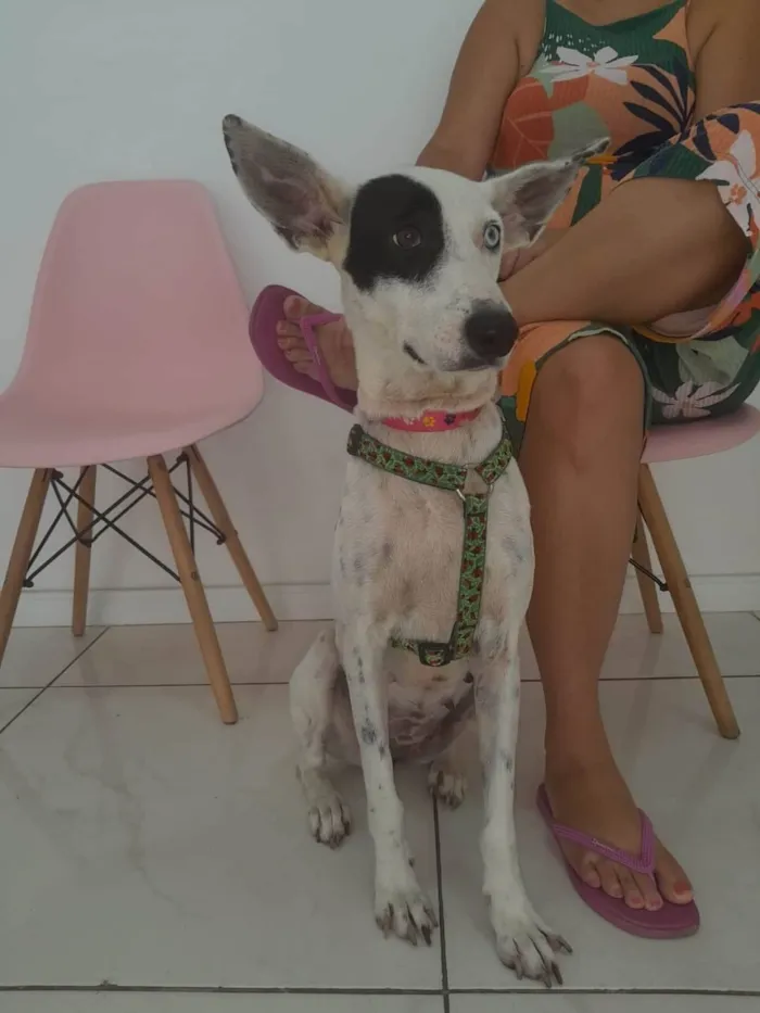 Cachorro ra a SRD-ViraLata idade 1 ano nome Meg