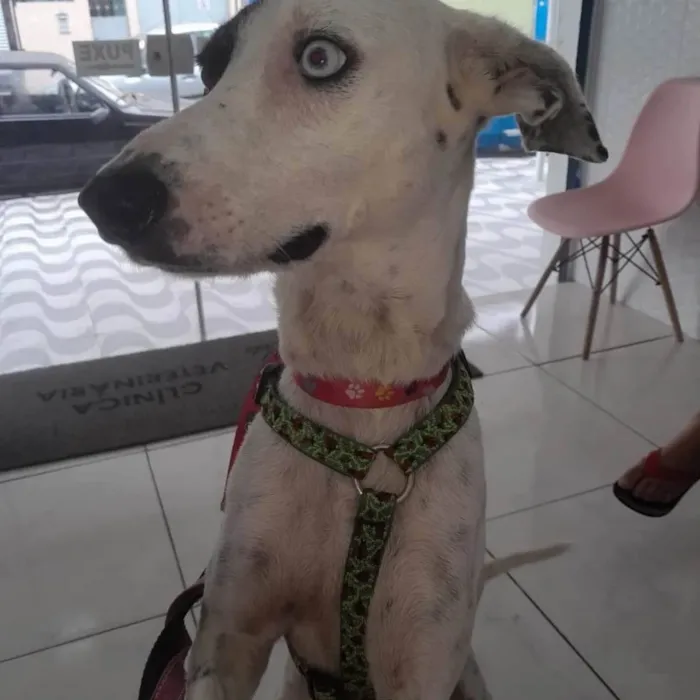 Cachorro ra a SRD-ViraLata idade 1 ano nome Meg