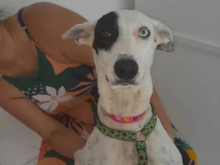 Cachorro ra a SRD-ViraLata idade 1 ano nome Meg