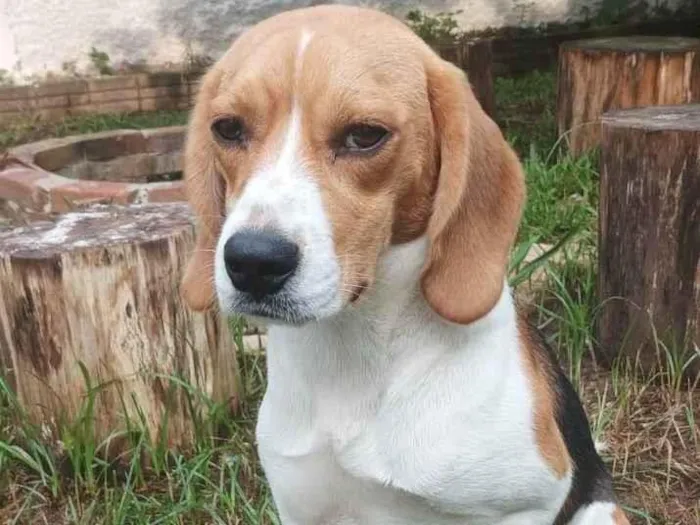 Cachorro ra a Beagle idade 7 a 11 meses nome Woody