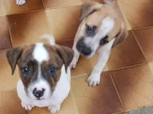 Cachorro raça SRD-ViraLata idade 2 a 6 meses nome Bebês fêmeas 