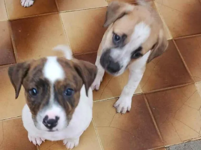 Cachorro ra a SRD-ViraLata idade 2 a 6 meses nome Bebês fêmeas 