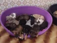 Bebês 