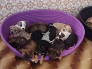 Cachorro raça SRD-ViraLata idade 2 a 6 meses nome Bebês 